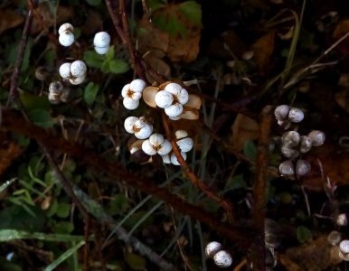[The all-white spheres appear to be in groups of our at the end of small branches coming from a main branch. There is a reddish-brown center to each foursome. ]